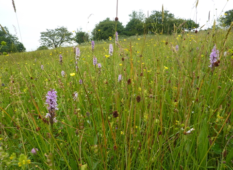 Wildflowers on a sunny day